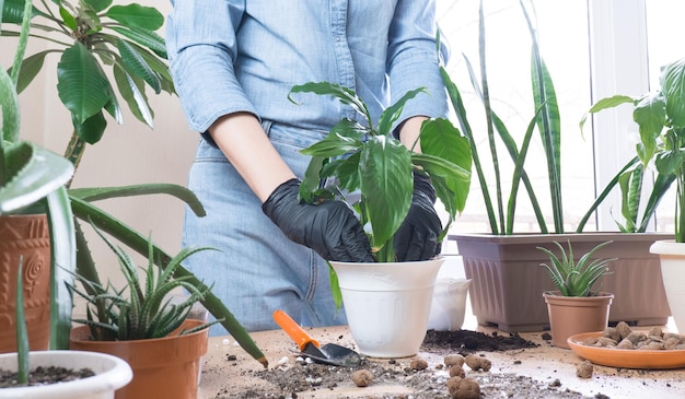 Cuidado de plantas de interior de primavera Trasplante de plantas de interior Una mujer en casa trasplanta una planta a una maceta nueva