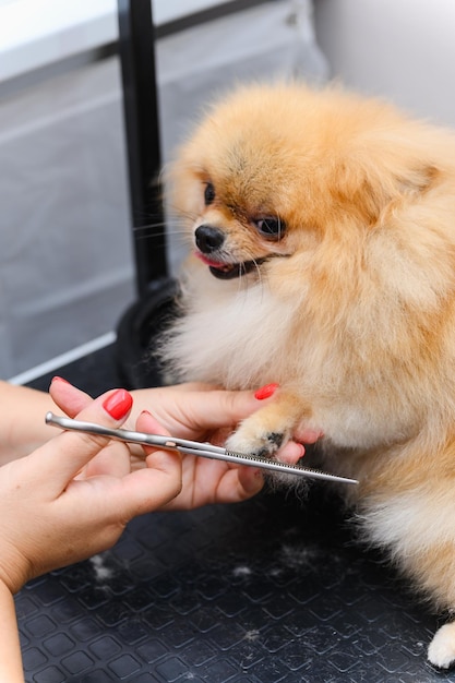 Cuidado profesional del perro en la cabina