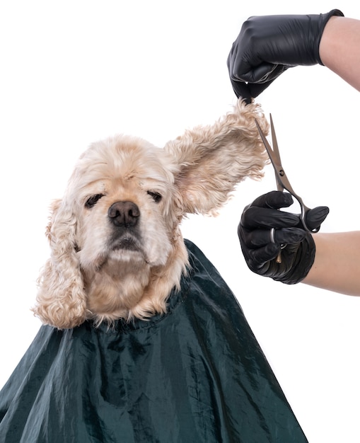 Cuidado profissional com um cão. Groomer segurando ferramentas nas mãos