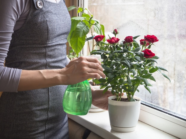 Cuidado de rosas en invierno. limpieza de las hojas de las plantas de interior.