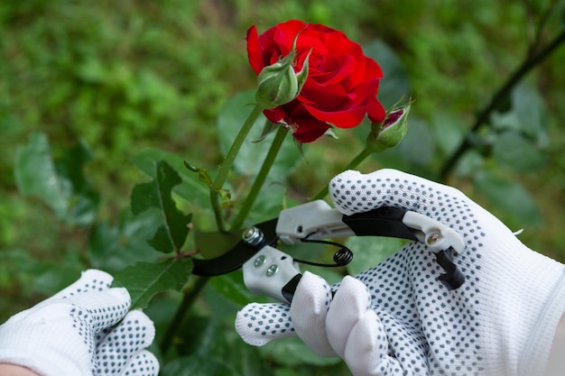 Cuidado de las rosas en el jardín