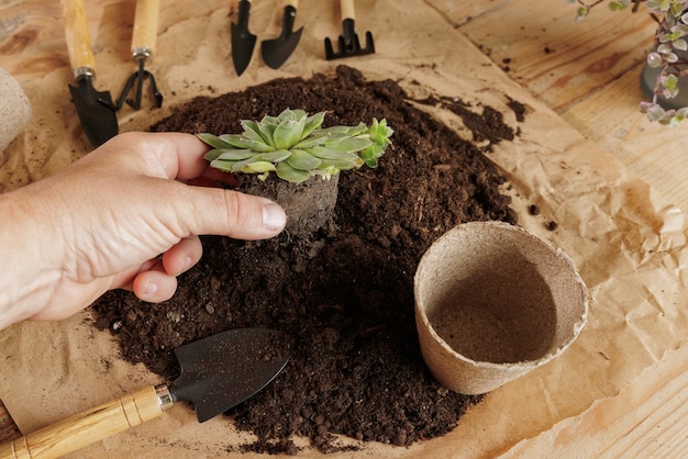 Cuidado y trasplante de plantas de interior.