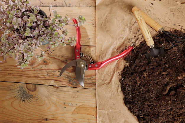 Cuidado y trasplante de plantas de interior.