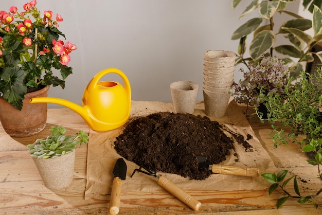 Cuidado y trasplante de plantas de interior.