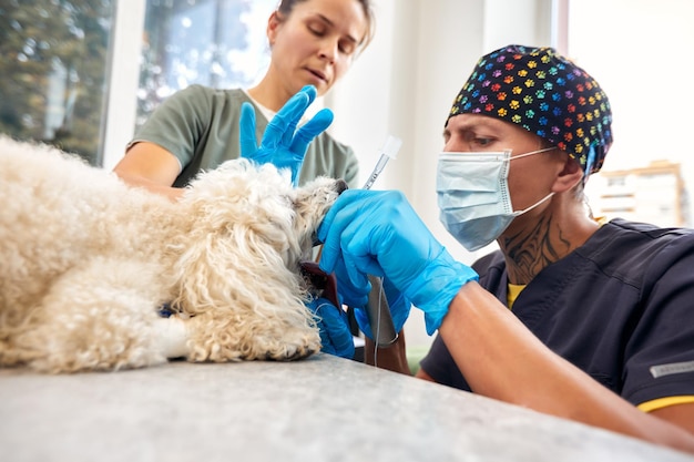 Foto cuidado veterinario y animal doctor insertando un tubo traqueal ayudando al perro foto de alta calidad