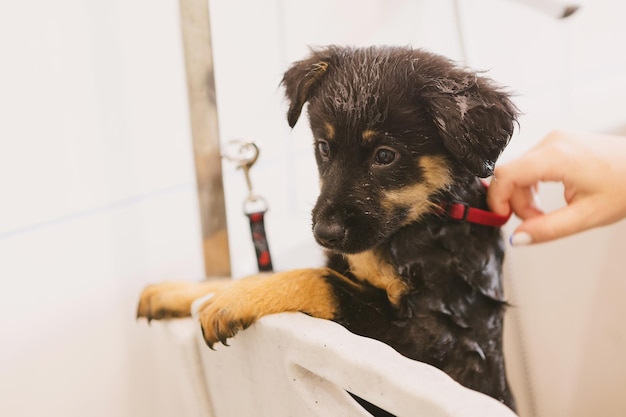 Cuidador de animais de estimação lavando cachorro em salão de belezaServiço profissional de cuidados com animais em clínica veterinária Veterinário lava cachorrinho