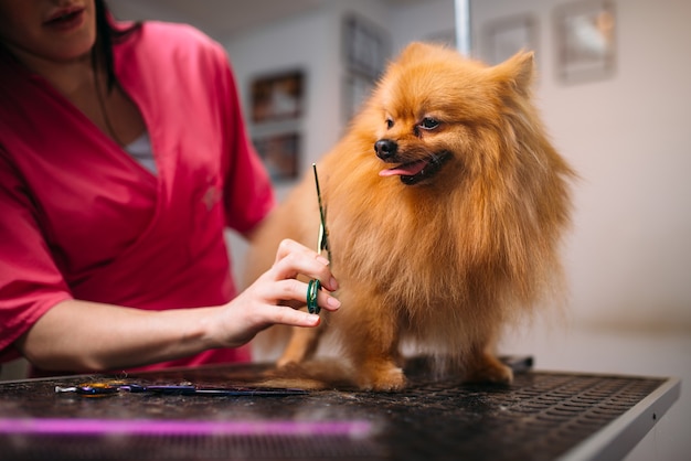 Cuidador de animais faz a preparação de cães