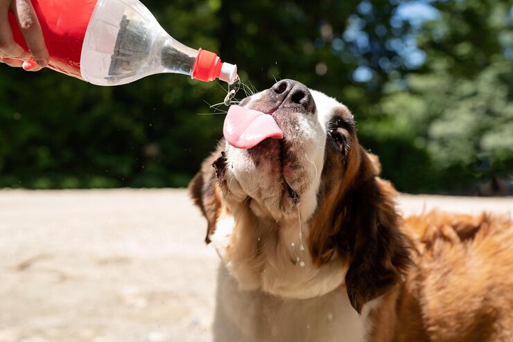 Foto cuidados com animais de estimação cão sedento de são bernardo bebendo de garrafa de plástico mostrando a língua ao ar livre no verão quente