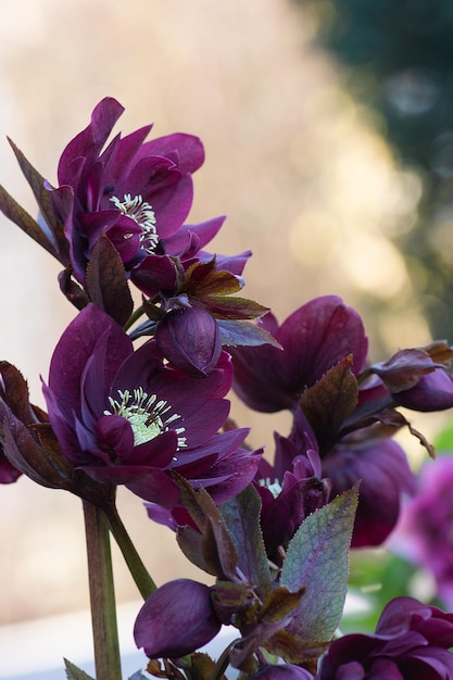 Cuidados com heléboro quaresmal no jardim Rosa de Natal é uma das primeiras flores de flores Hellebores Double Ellen Purple