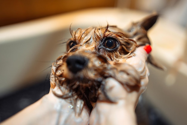 Cuidados com o animal O cachorro toma banho Molha a cabeça do cachorro