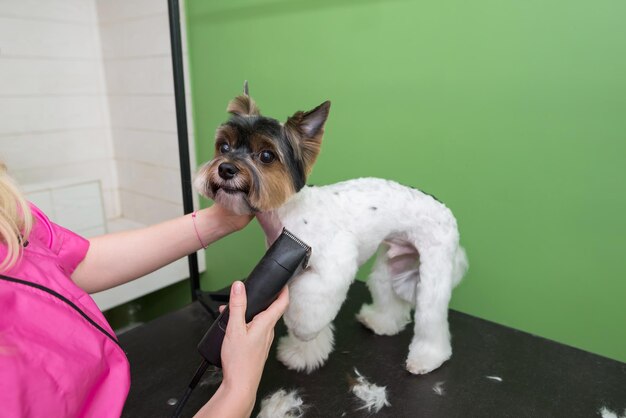 cuidados com o cão de perto mãos do tratador trabalhando com o cão Yorkie cão recebendo um corte de cabelo Yorkshire terrier corte de cabelo trimmer