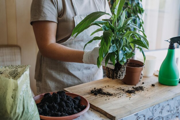 Cuidados com plantas de casa na primavera, repotting plantas de casa acordando as plantas de interior para a mulher na primavera é