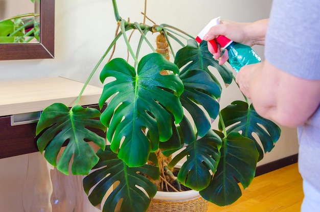 Cuidados com plantas domésticas Uma mulher idosa pulveriza as folhas de uma planta tropical caseira monstera com um frasco de spray