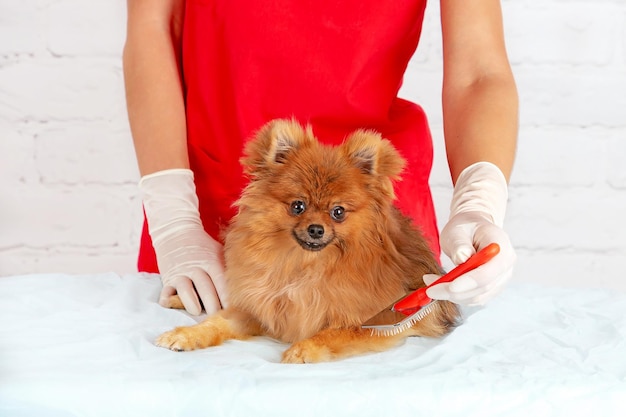 Foto cuidados com spitz da pomerânia. cão feliz no tosador. um cão de estimação está sendo preparado para uma exposição
