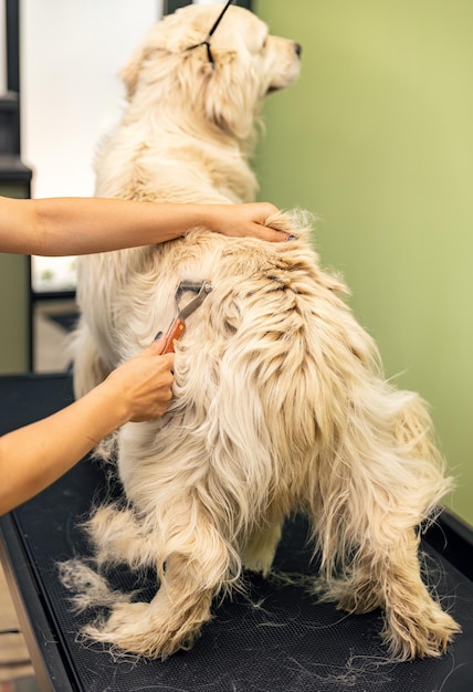 Cuidados de rotina com cães