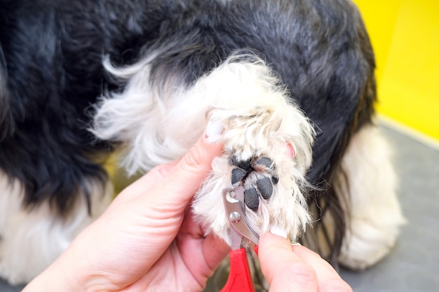 Cuidados del perro. Un peluquero corta las uñas de un perro con unas tijeras. Fondo amarillo