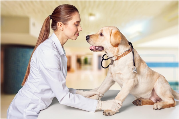 Cuidados veterinários - médico de buldogue francês cuidando de paciente humano