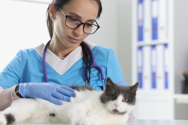 Cuidados veterinários para um gato fofo closeup