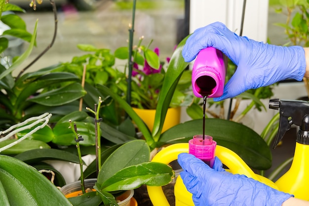 Cuidando das plantas regando-as com um líquido especial