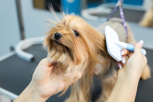 Cuidando de animais, secando e modelando cachorros penteando a lã