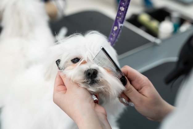 Cuidando de animais, secando e modelando cachorros penteando a lã