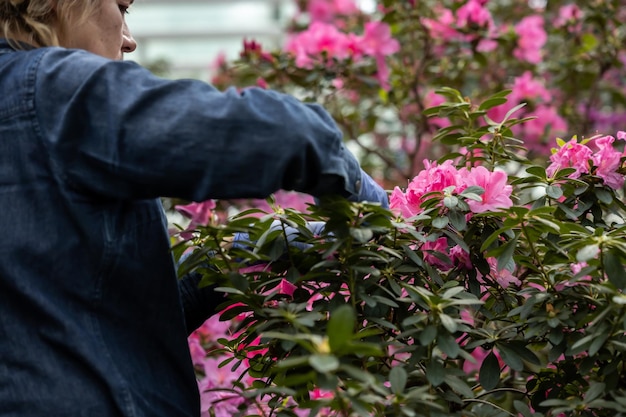 Foto cuidando de flores de azalea em uma estufa