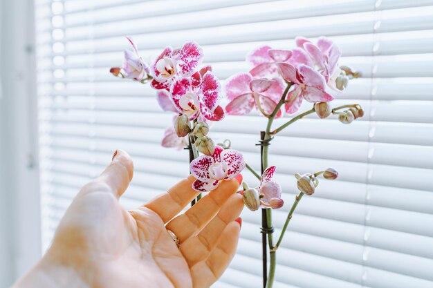 Cuidando de orquídea decorativa em vaso