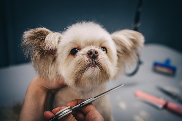 Cuidando de um cachorro em um salão de beleza Cuidados com animais