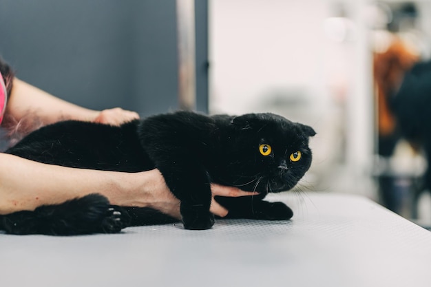 Cuidando de um gato preto