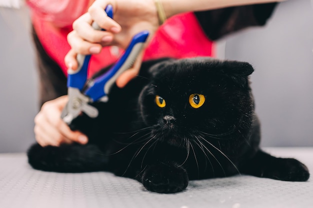 Cuidando de um gato preto