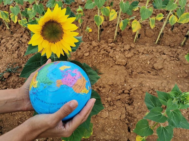 Cuidando do planeta a natureza da terra o ecossistema Mãos pegando uma planta