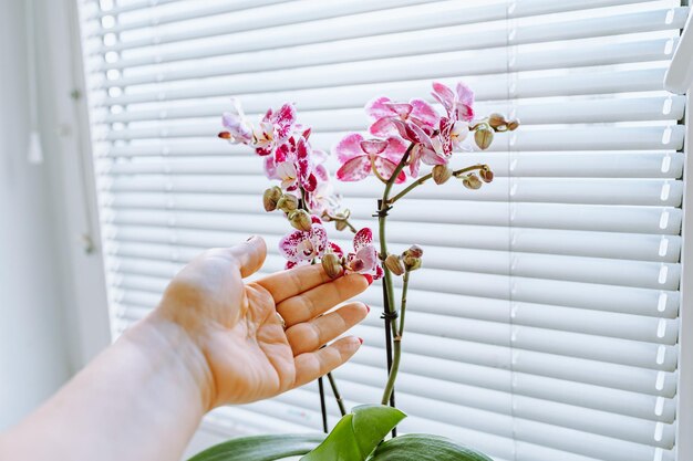 Cuidando la orquídea decorativa en maceta.