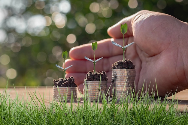 Cuidando pequeños árboles verdes en la mano