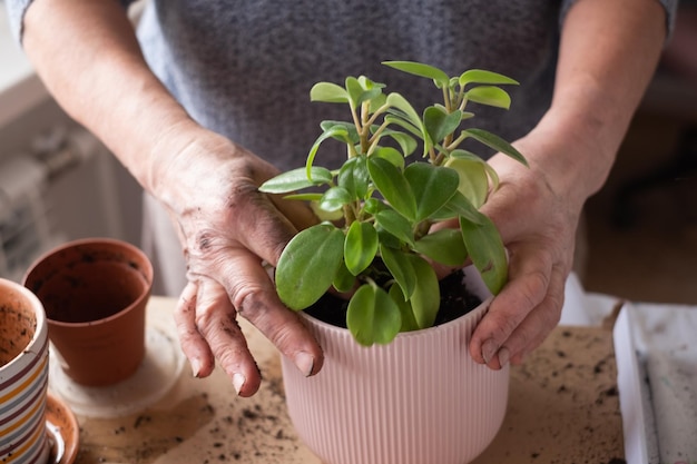 Cuidando las plantas de interior, manos femeninas caucásicas sosteniendo una planta en una maceta.