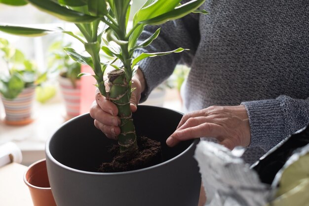 Cuidando las plantas de interior manos femeninas sosteniendo una planta en una maceta