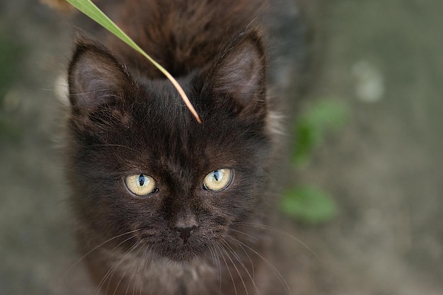 Cuidar de los animales abandonados Gato callejero sucio caminar por las calles