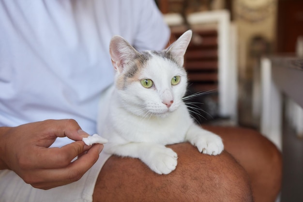 Cuidar de gatos procedimento de higiene de saúde limpando olhos verdes de gato cinza fofo com algodão s