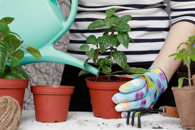 Cuidar de plantas de casa em casa O processo de regar com água de um regador de plantas verdes Mulher jardineira regar planta de casa em vaso Jardinagem em casa amor e cuidado com as plantas