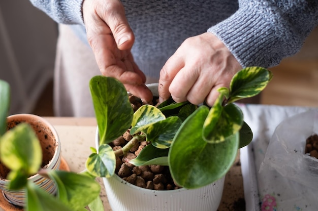 Cuidar de plantas de interior, mãos femininas segurando uma planta em um vaso de flores.