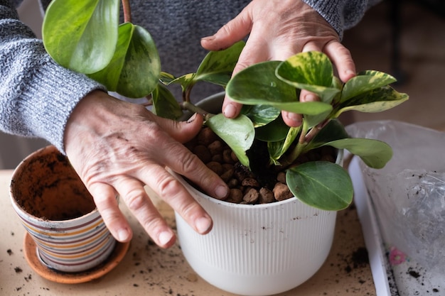 Cuidar de plantas de interior mãos femininas segurando uma planta em um vaso de flores