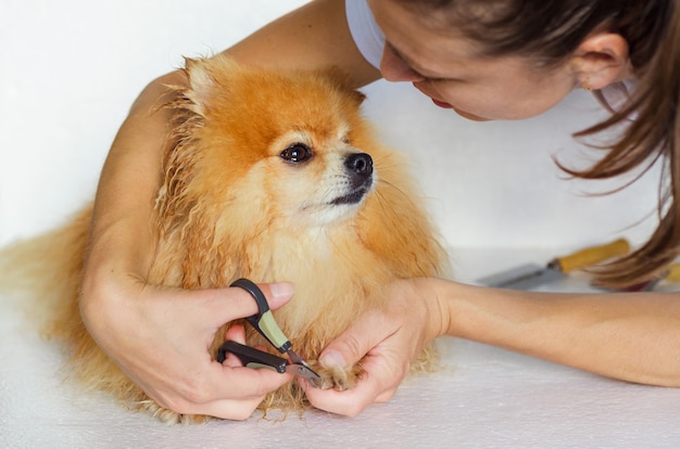 Cuidar pieles de animales domésticos. corte de garras. acicalar a un perro mojado. Peluquería para mascotas. Dueño cuidando pomerania. Higiene profesional y asistencia sanitaria para Pomerania.