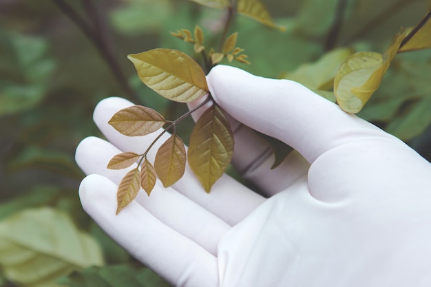 Cuide la mano que sostiene la hoja joven de herbario en árbol en jardín