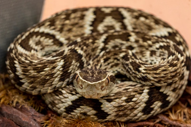 Culebra de Jararaca (Bothrops Jararaca). Serpiente brasileña venenosa.