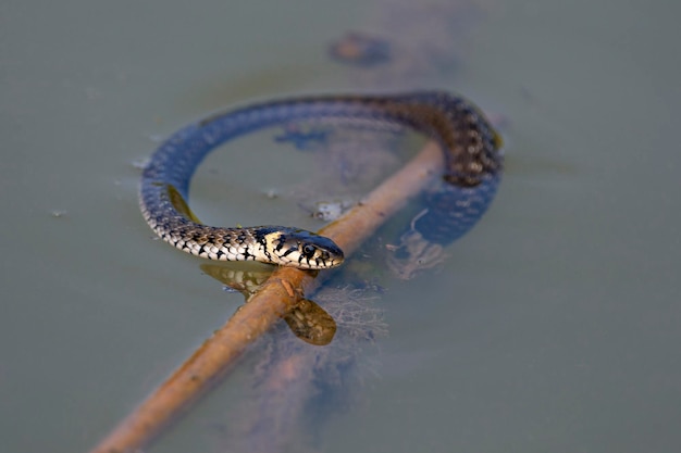 La culebra Natrix natrix a veces llamada serpiente anillada o serpiente de agua