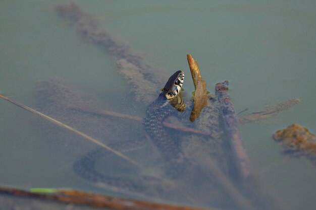 La culebra Natrix natrix a veces llamada serpiente anillada o serpiente de agua