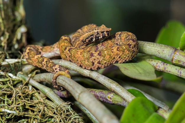 Culebra pitviper de nariz plana Trimeresurus puniceus en rama de árbol