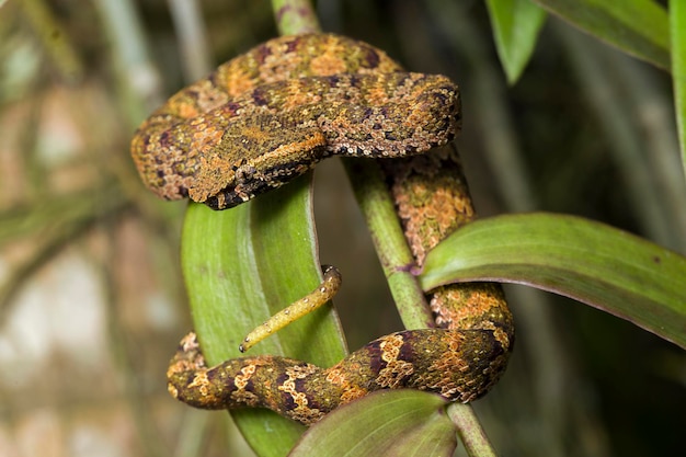 Culebra pitviper de nariz plana Trimeresurus puniceus en rama de árbol