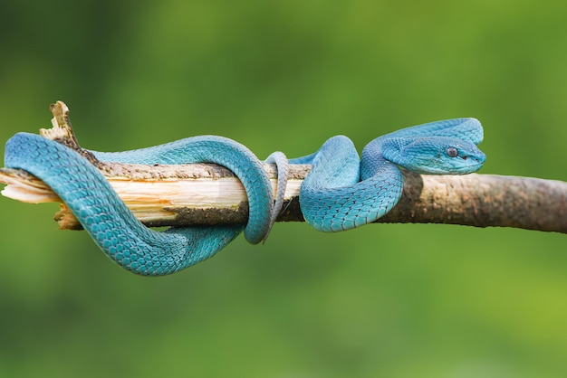 Culebra Víbora Culebra Azul Culebra Trimeresurus insularis