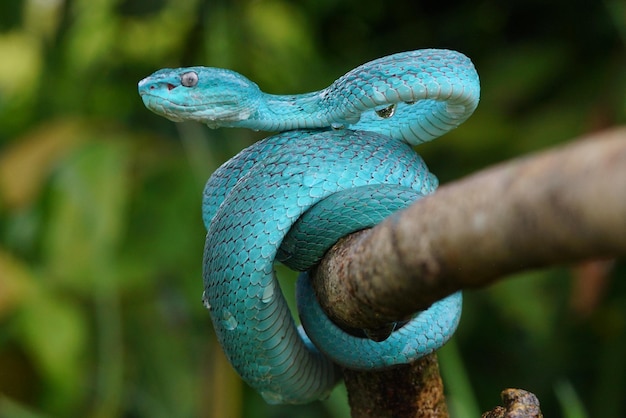 Culebra Víbora Culebra Azul Culebra Trimeresurus insularis