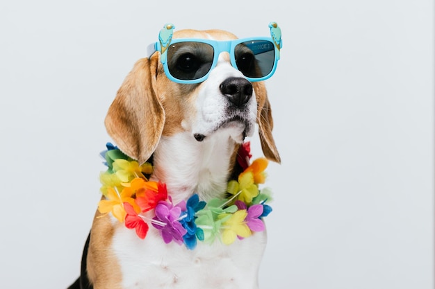 Óculos de sol Beagle de festa adorável e colar havaiano com fundo branco